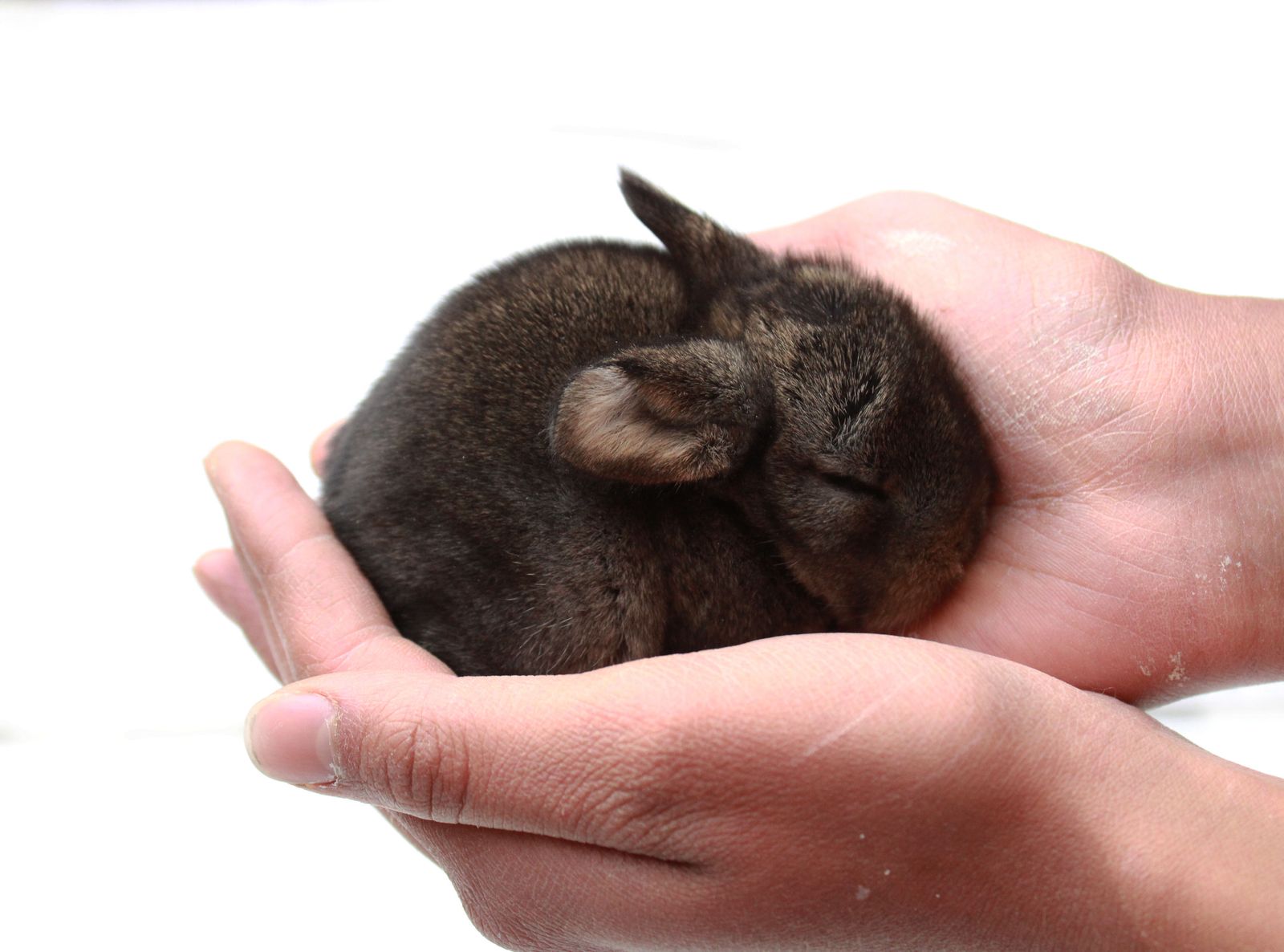 Lucky Lops Rabbitry pedigreed Mini lop rabbits for sale