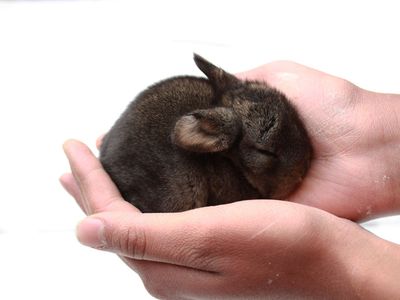 Lucky Lops Rabbitry pedigreed Mini lop rabbits for sale