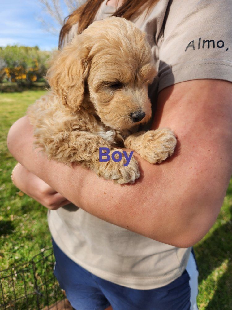 Mini Labradoodles, mellow and loving!!
