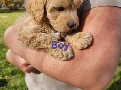 Mini Labradoodles, mellow and loving!!