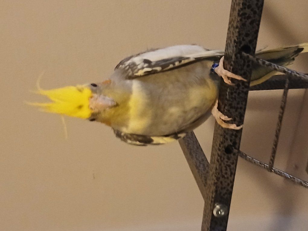 pet cocktail