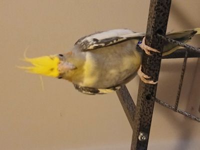 pet cocktail