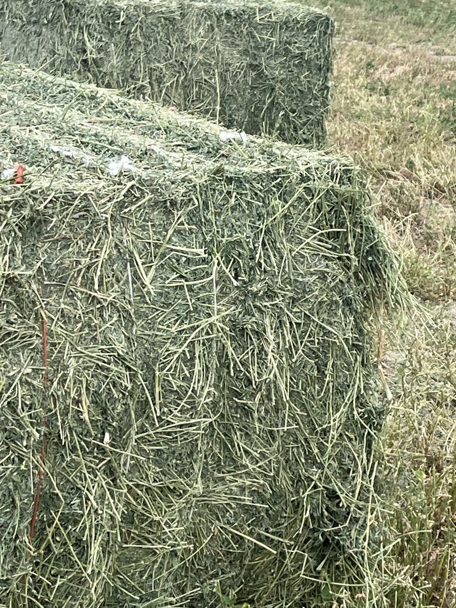 Hay 