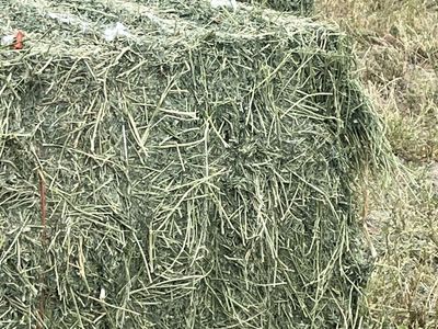 Hay