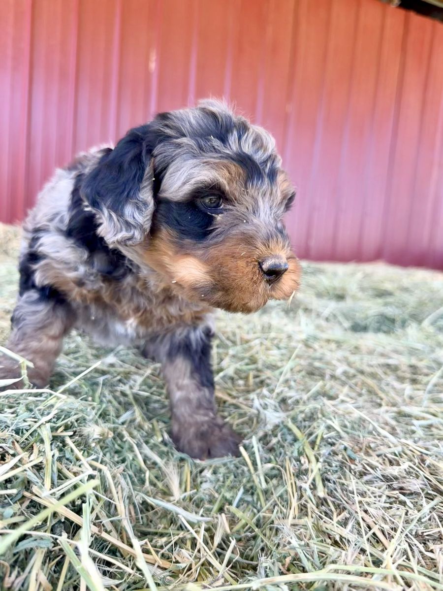 Bernedoodle puppies!