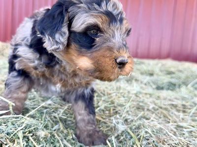 Bernedoodle puppies!