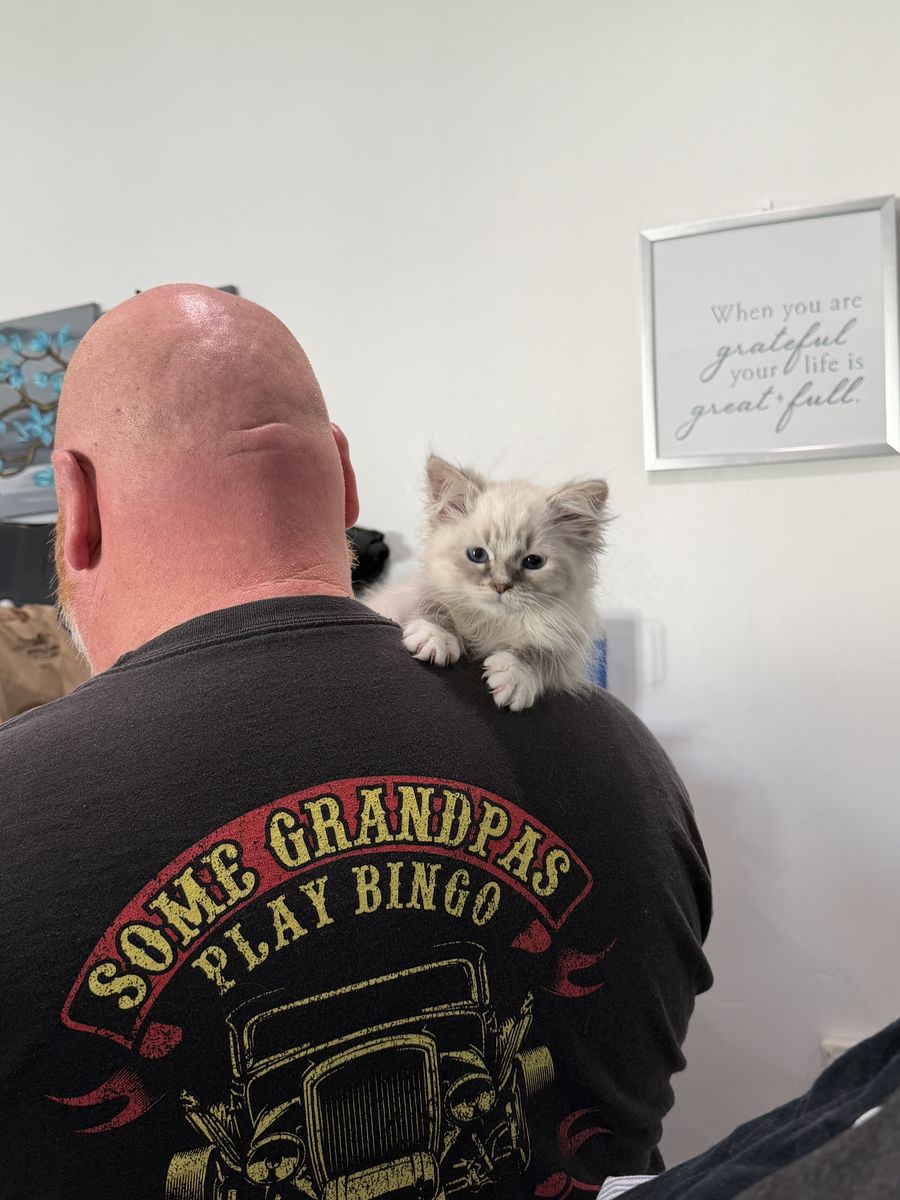 Siberian Kittens- TICA Certified-Parents health tested through Orivet and have had HCM and PKD. 