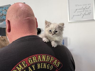 Siberian Kittens- TICA Certified-Parents health tested through Orivet and have had HCM and PKD.