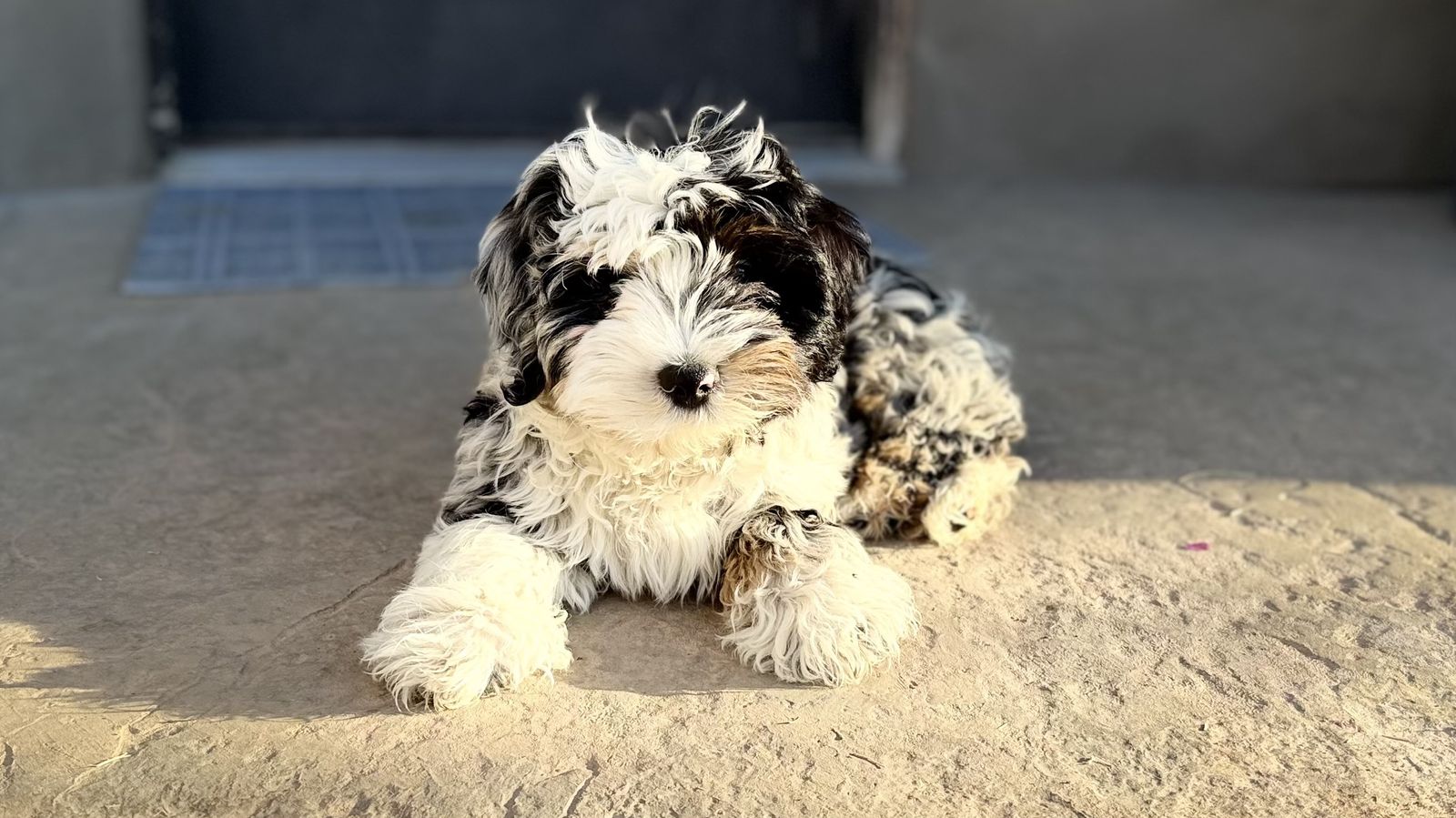 Aussiedoodle Puppy
