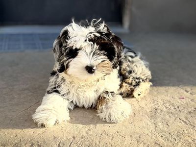 Aussiedoodle Puppy