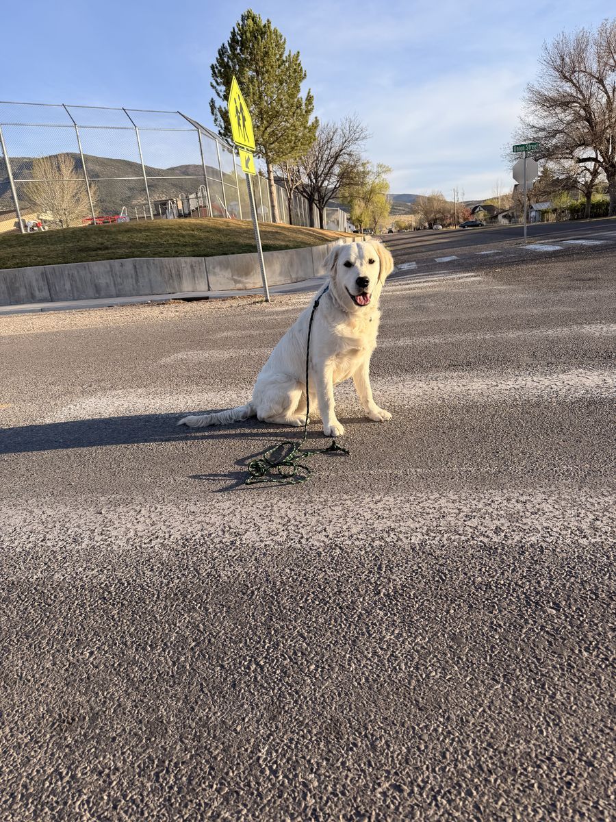 AKC English Cream Golden Retriever TRAINED