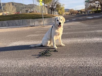 AKC English Cream Golden Retriever TRAINED