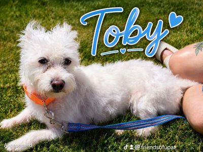 Cute terrier for adoption