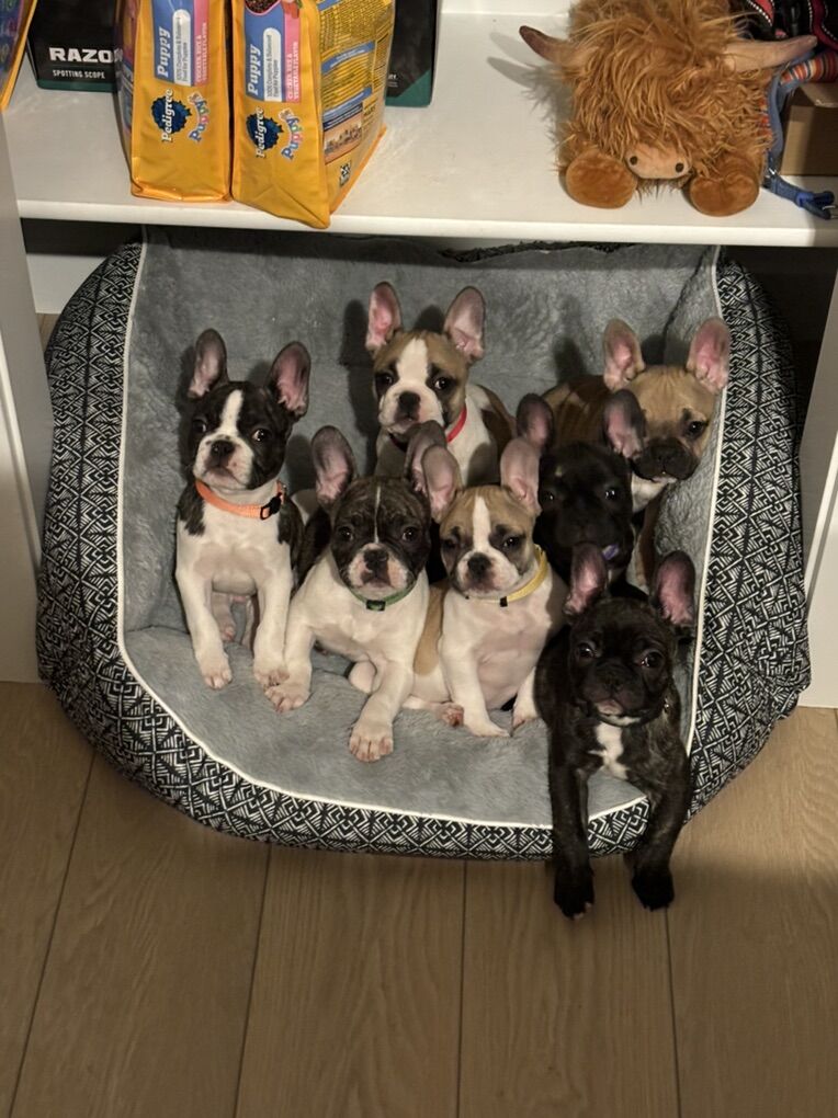 French Bulldog Puppies