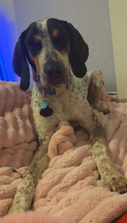 Bluetick Coonhound