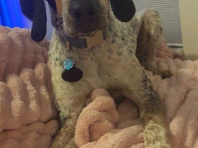 Bluetick Coonhound