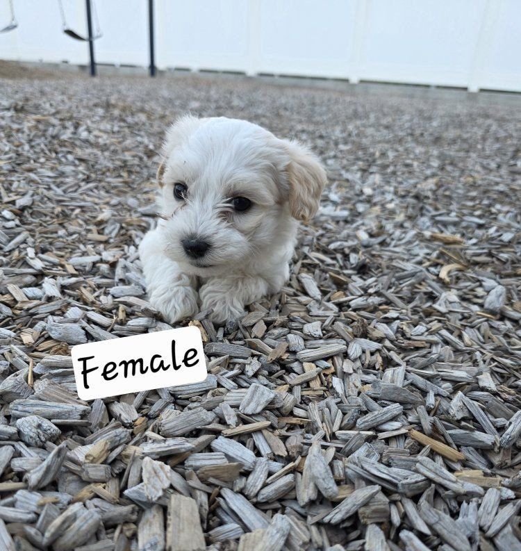 yorkie poodles puppies for sale