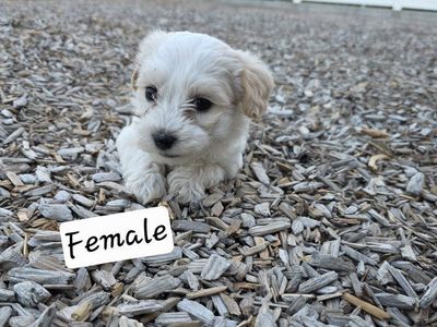 yorkie poodles puppies for sale