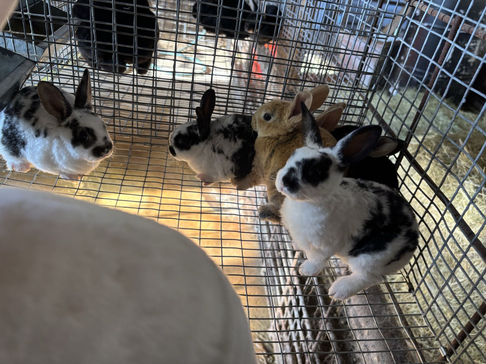 Rabbits