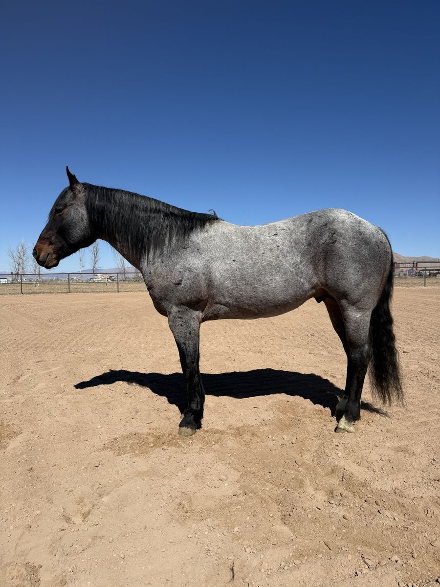 AQHA Stud bay roan