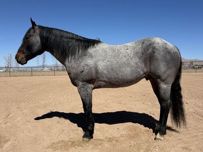 AQHA Stud bay roan