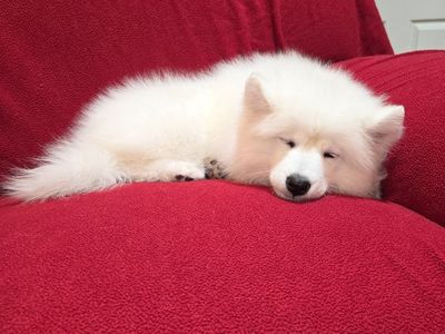Sweet Samoyed Puppy AKC