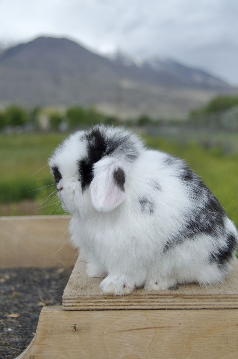 Stunning Baby Holland Lop Buck
