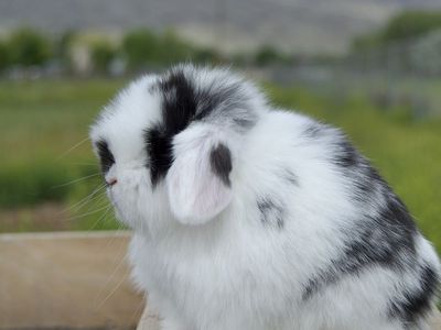 Stunning Baby Holland Lop Buck