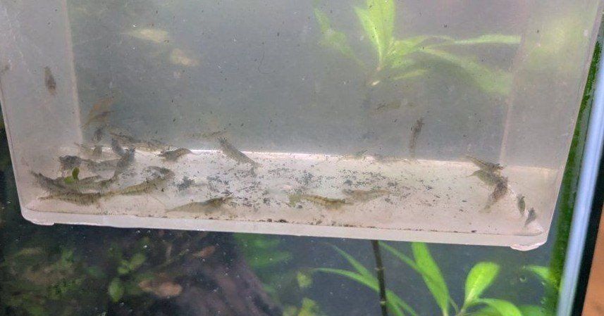 Shrimp culls (neocaridina)