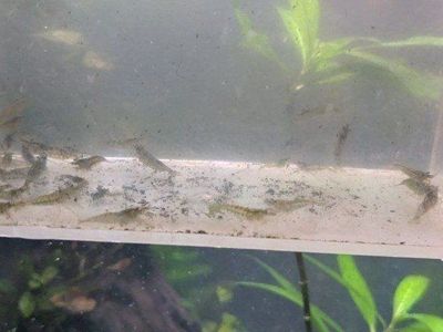 Shrimp culls (neocaridina)