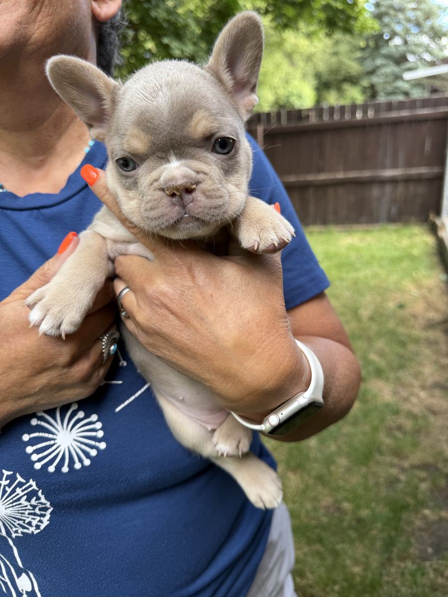 Last 2 French Bulldog Puppy
