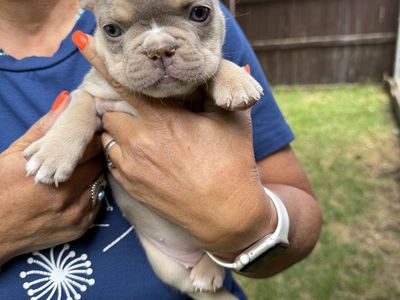 Last 2 French Bulldog Puppy