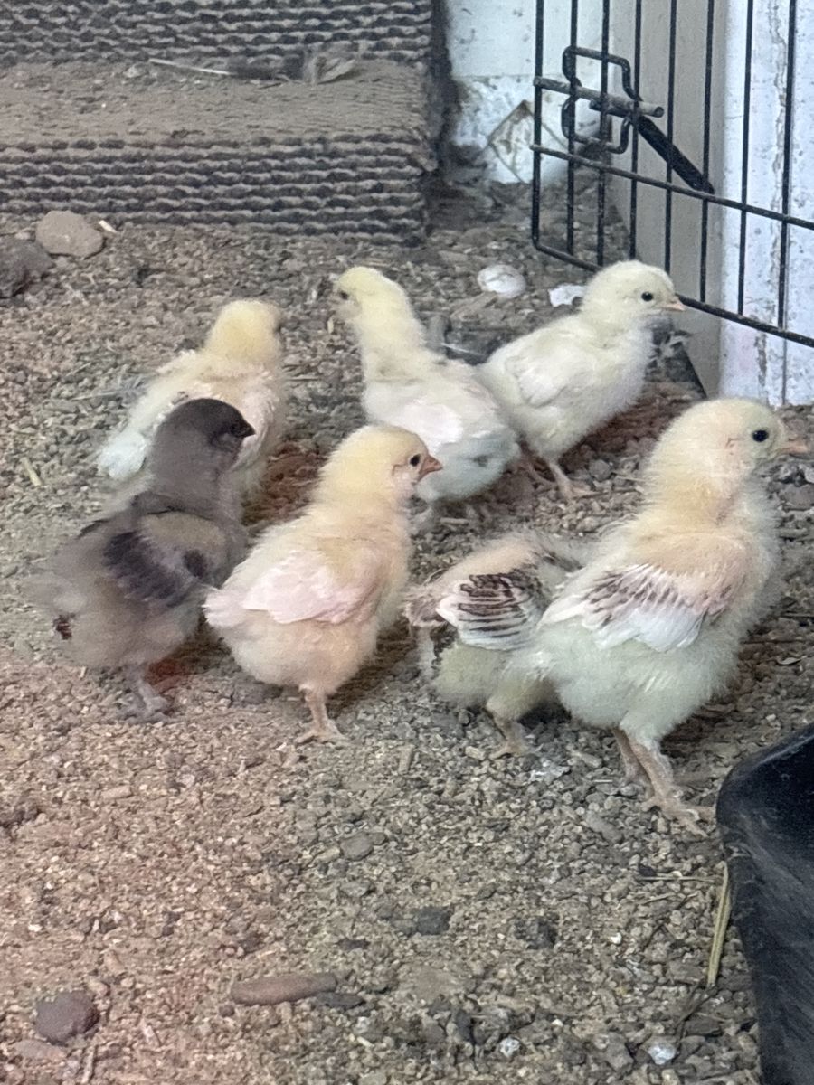 Set of 7 Brahma mixes  chickens for sale chick chicken