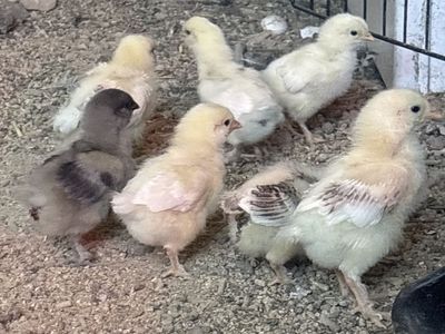 Set of 7 Brahma mixes chickens for sale chick chicken