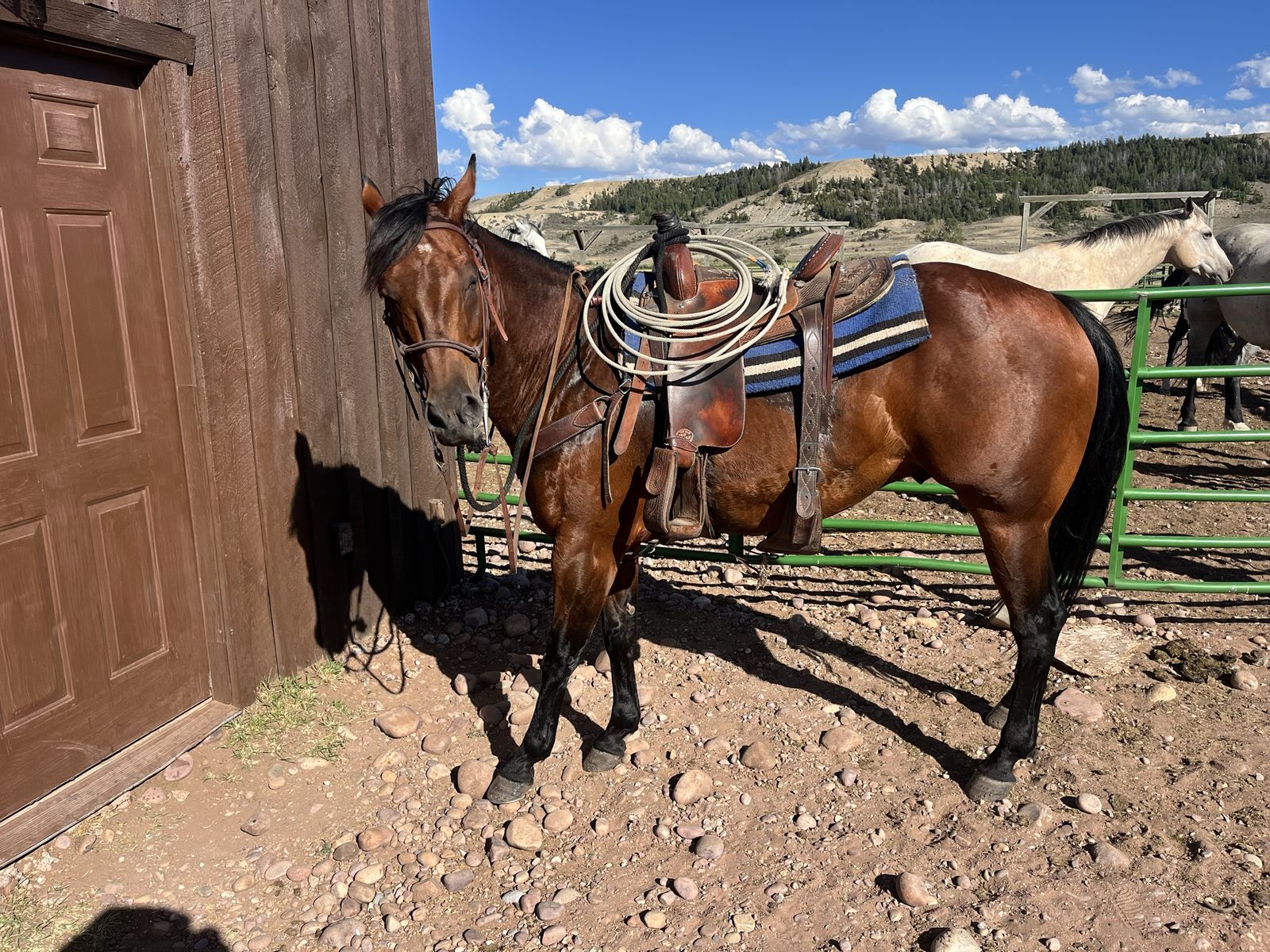 9 Year Old Bay Gelding Ranch & Roping Prospect Quarter Horse