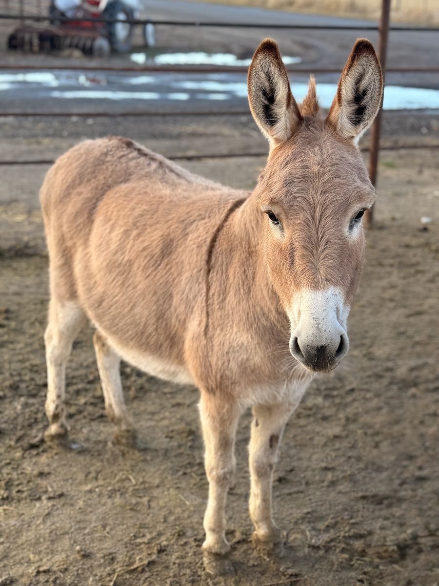 Mini Donkey