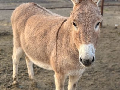 Mini Donkey