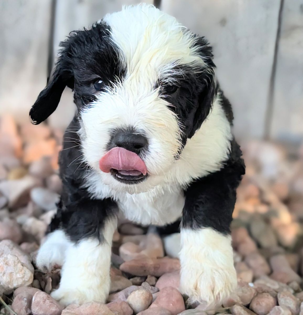 AKC Old English Sheepdog puppies