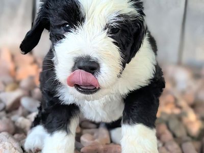 AKC Old English Sheepdog puppies