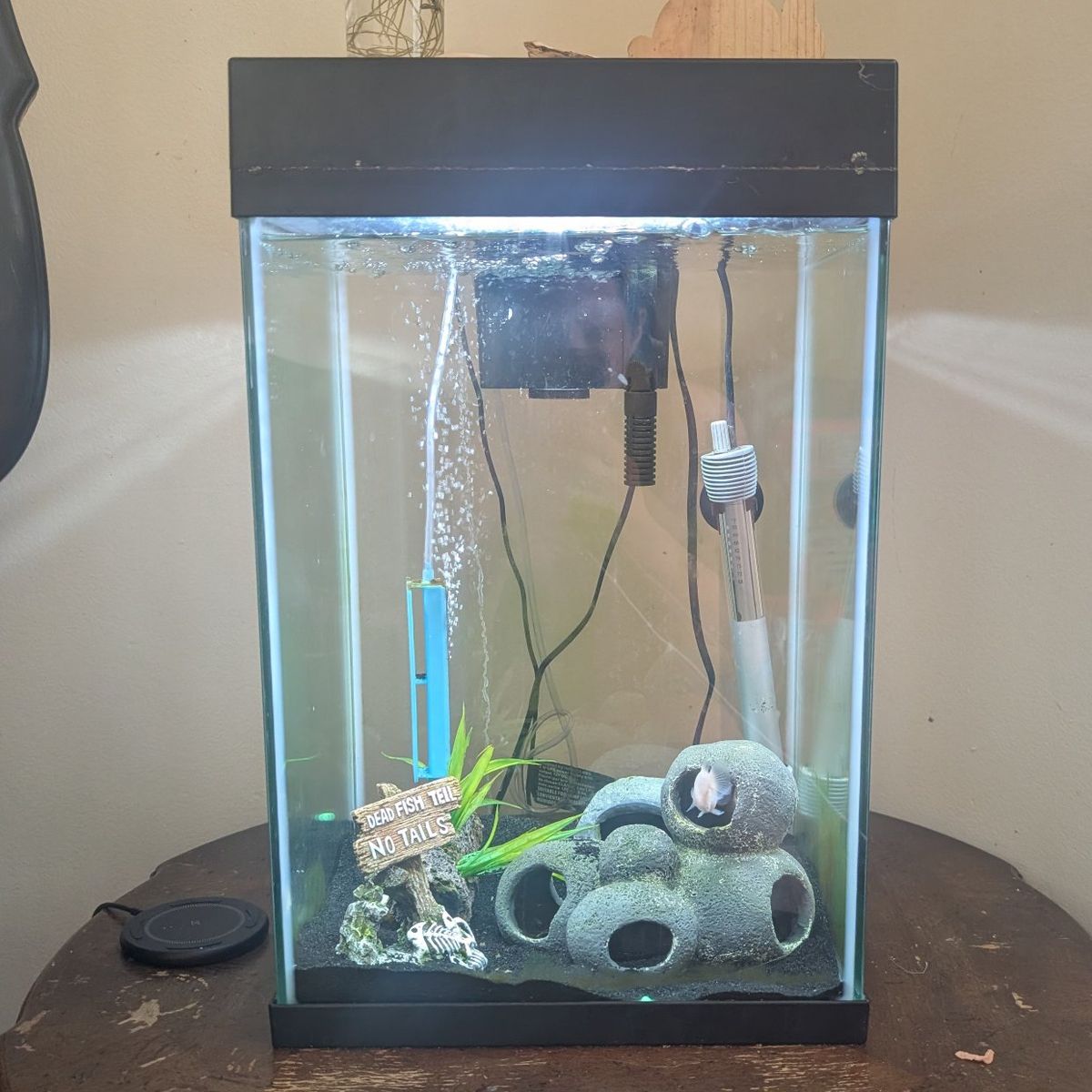 cichlid fishes and tank