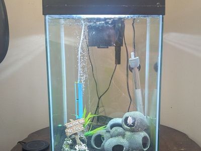 cichlid fishes and tank