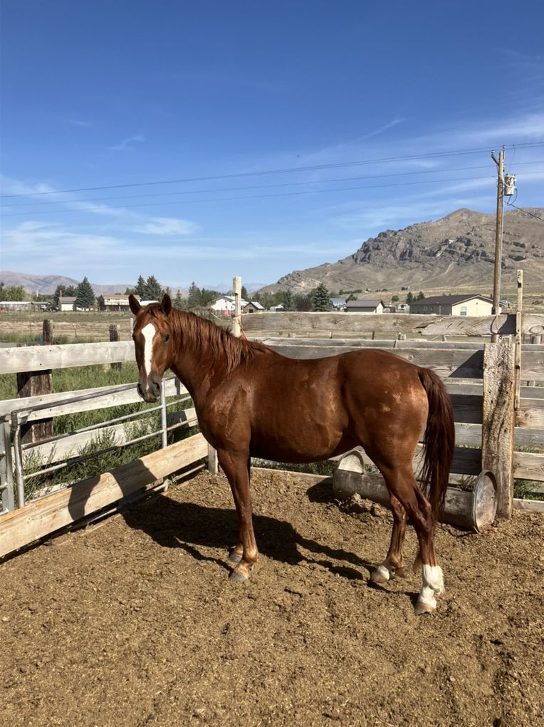 Geldings