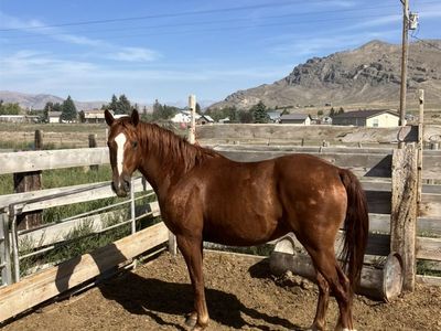 Geldings