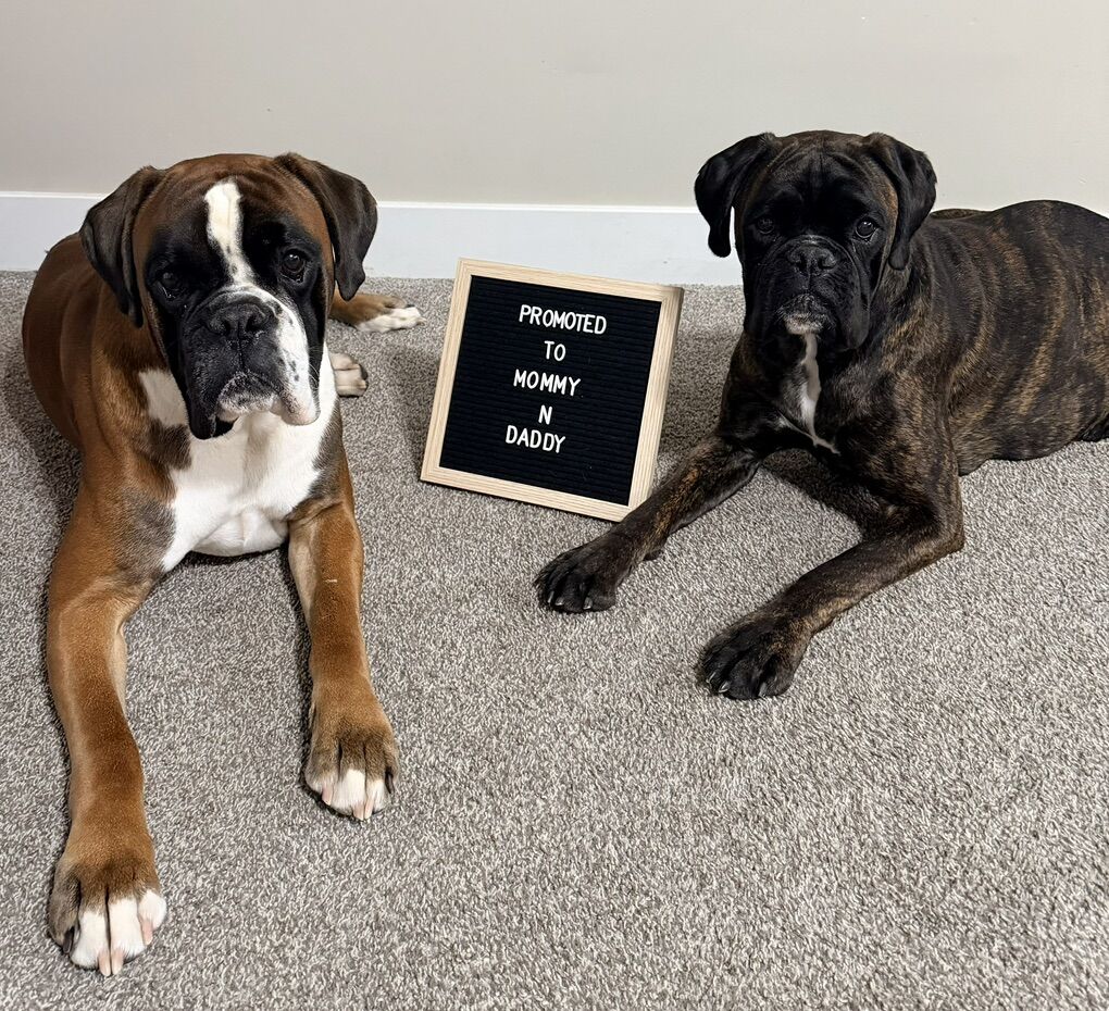 Purebred European Boxers