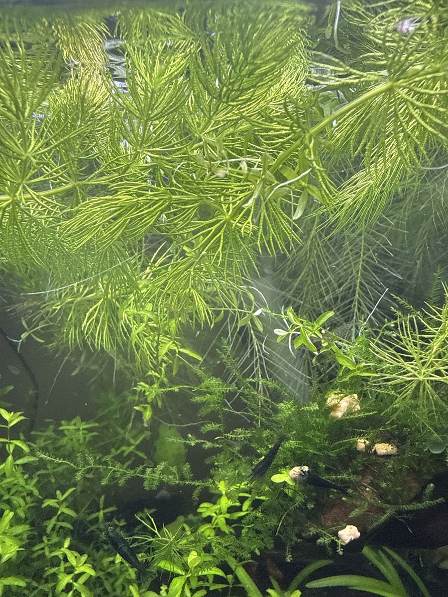 HORNWORT