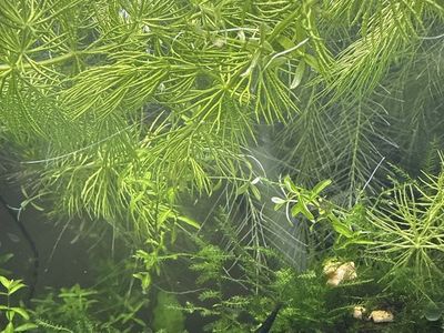 HORNWORT