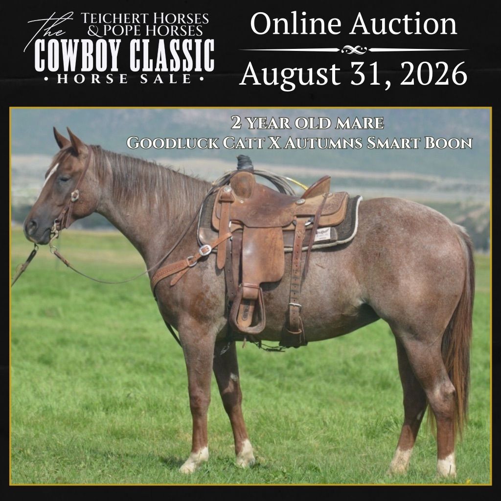 Goodluck Catt 2 Year Old Mare