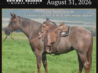 Goodluck Catt 2 Year Old Mare