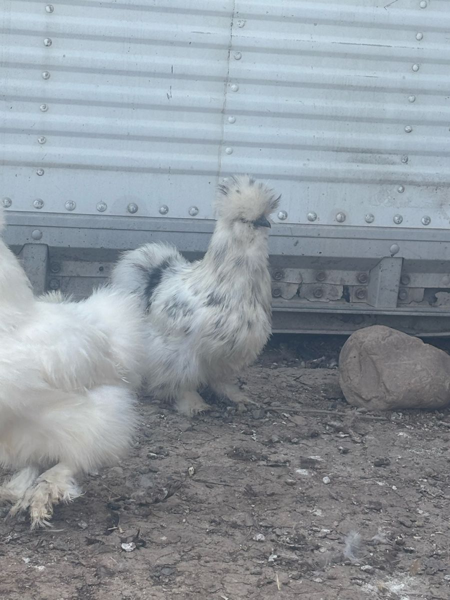 Paint Silkie Hens