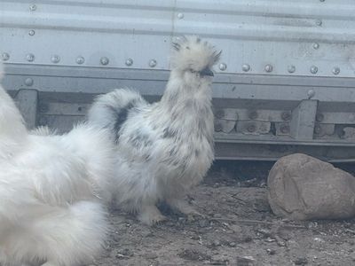Paint Silkie Hens